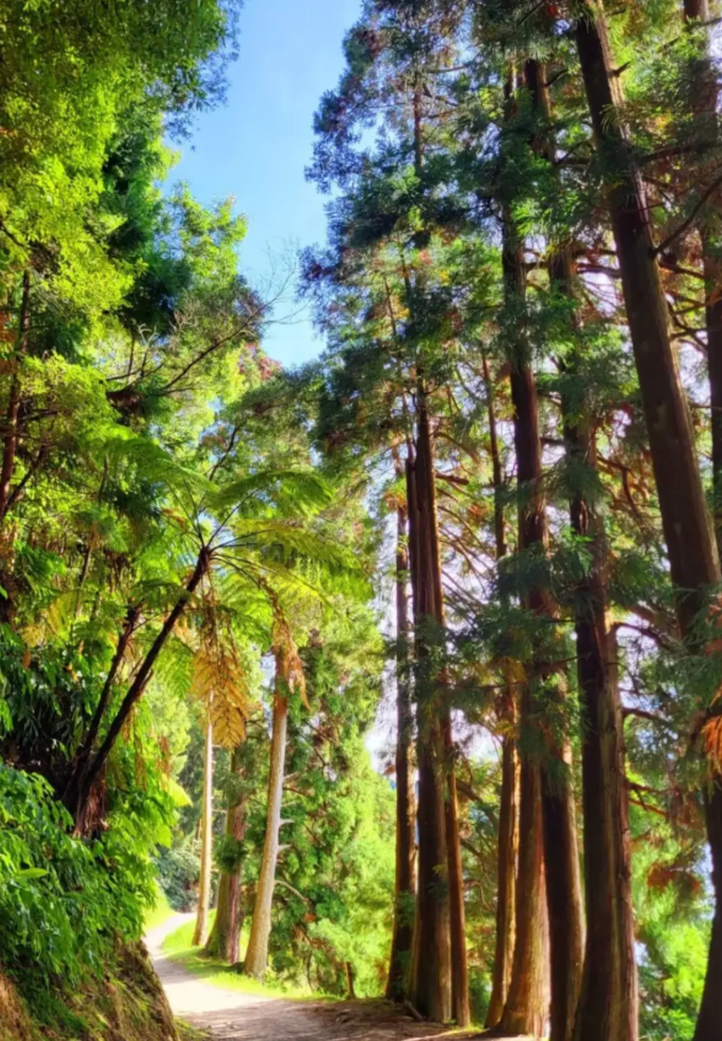 Villa Magia Verde – ein malerischer Blick auf hohe Bäume in einem Wald